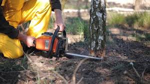 Best Palm Tree Trimming  in Carrabelle, FL